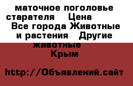 маточное поголовье старателя  › Цена ­ 2 300 - Все города Животные и растения » Другие животные   . Крым